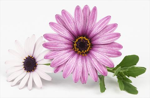 photo of flower to be used as: Pot and bedding Osteospermum Leonardo Pink Surprise