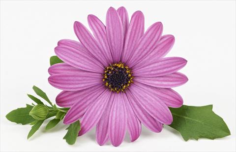 photo of flower to be used as: Pot and bedding Osteospermum Leonardo Pink