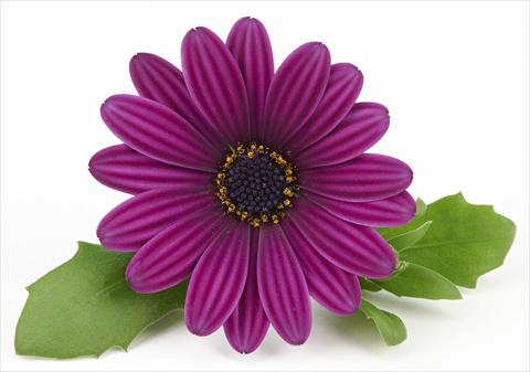 photo of flower to be used as: Pot and bedding Osteospermum Leonardo Purple Haze