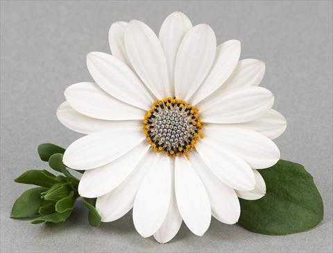 photo of flower to be used as: Pot and bedding Osteospermum Leonardo Silver