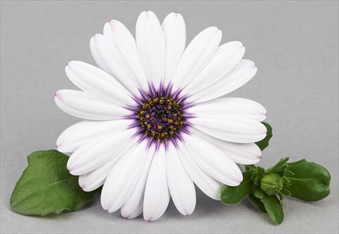 photo of flower to be used as: Pot and bedding Osteospermum Leonardo White Dark Eye