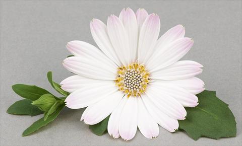 photo of flower to be used as: Pot and bedding Osteospermum Leonardo White Romance