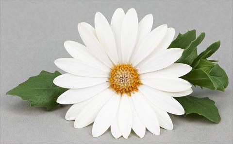 photo of flower to be used as: Pot and bedding Osteospermum Leonardo White