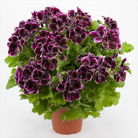 photo of flower to be used as: Patio, pot Pelargonium grandiflorum Costa Barcellona Plum