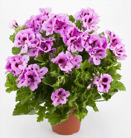 photo of flower to be used as: Patio, pot Pelargonium grandiflorum Costa Barcellona Purple