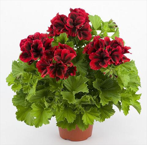 photo of flower to be used as: Patio, pot Pelargonium grandiflorum Costa Barcellona Red