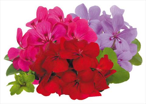 photo of flower to be used as: Pot, patio, basket Pelargonium peltatum pac® Happy Face Money