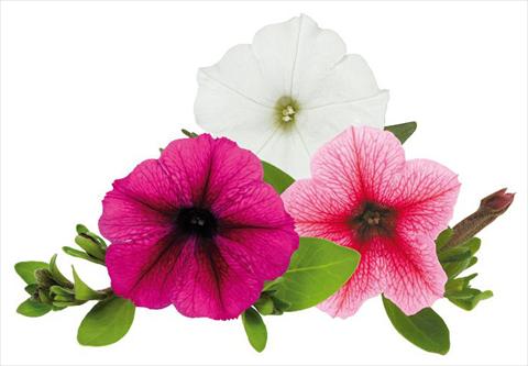 photo of flower to be used as: Pot, bedding, patio, basket Petunia Caleidos Pallino
