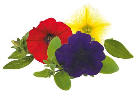 photo of flower to be used as: Pot, bedding, patio, basket Petunia Caleidos Pinko
