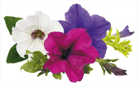 photo of flower to be used as: Pot, bedding, patio, basket Petunia Surfinia® Monday