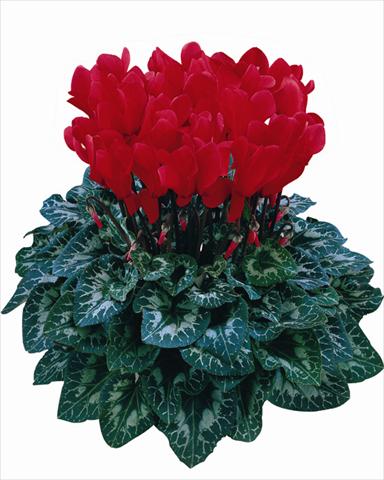 photo of flower to be used as: Pot Cyclamen persicum Halios® Rosso scarlatto