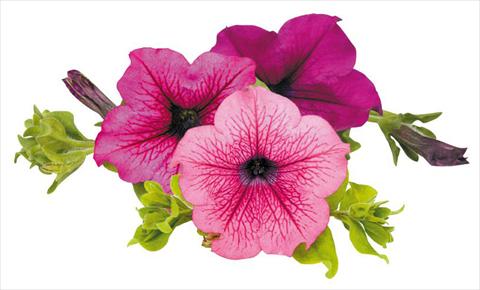 photo of flower to be used as: Pot, bedding, patio, basket Petunia Surfinia® Thursday