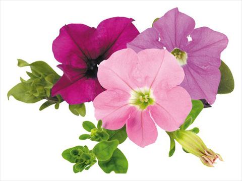 photo of flower to be used as: Pot, bedding, patio, basket Petunia Surfinia® Tuesday