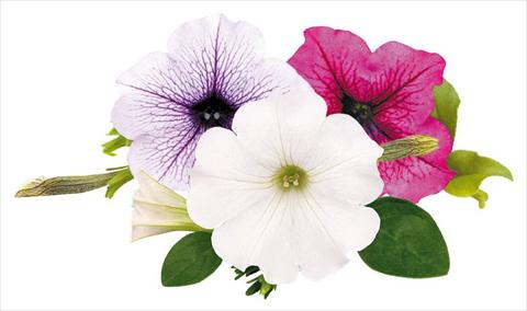 photo of flower to be used as: Pot, bedding, patio, basket Petunia Surfinia® Wednesday