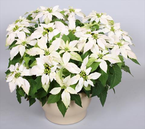 photo of flower to be used as: Pot Poinsettia - Euphorbia pulcherrima Princettia® Maxim Pure White