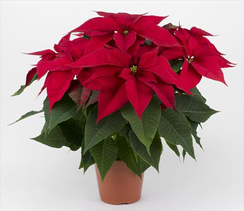 photo of flower to be used as: Pot Poinsettia - Euphorbia pulcherrima Rubino Red