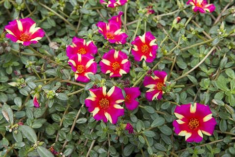 photo of flower to be used as: Bedding, patio, basket Portulaca Duna® Purple Cross