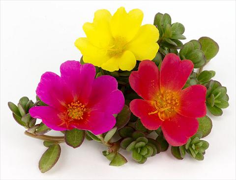photo of flower to be used as: Bedding, patio, basket Portulaca Duna® Rainbow