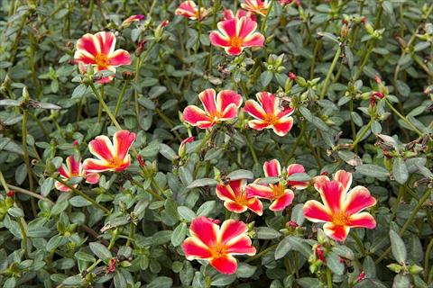 photo of flower to be used as: Bedding, patio, basket Portulaca Duna® Red Flame