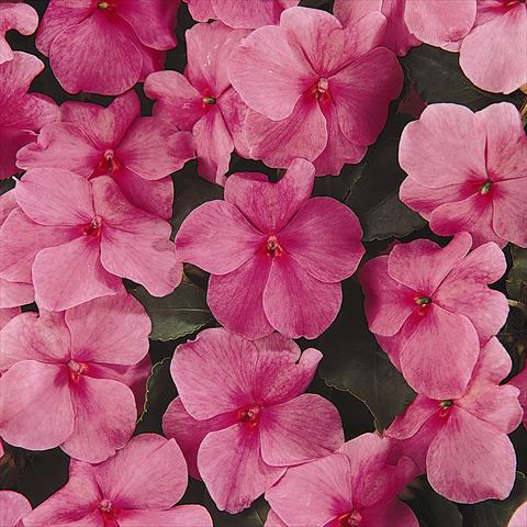 photo of flower to be used as: Bedding / border plant Impatiens walleriana Expo Deep Pink