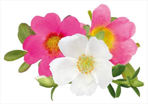 photo of flower to be used as: Bedding, patio, basket Portulaca Duna® Relax