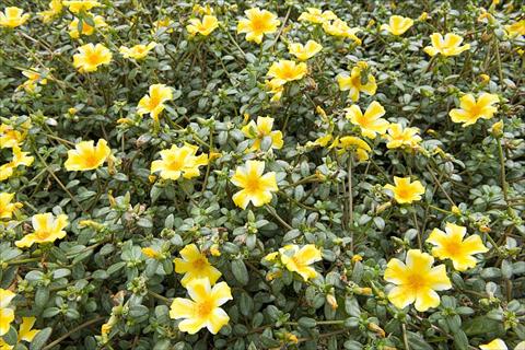 photo of flower to be used as: Bedding, patio, basket Portulaca Duna® Yellow Star