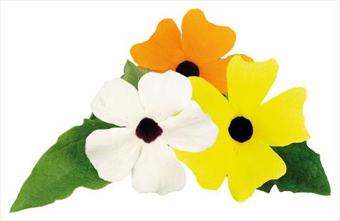 photo of flower to be used as: Basket / Pot Thunbergia alata Picador