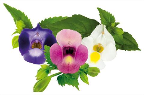 photo of flower to be used as: Pot, bedding, patio Torenia Moon Eclipse