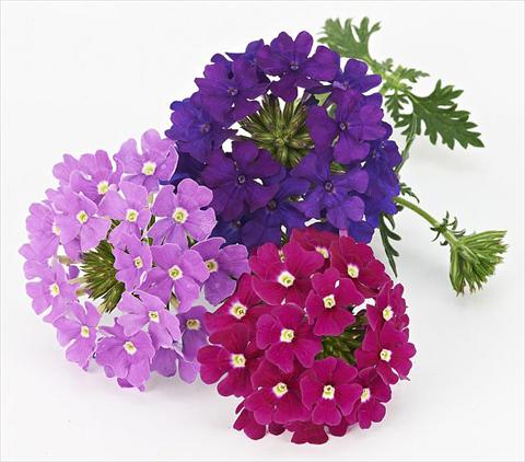 photo of flower to be used as: Pot, patio, basket Verbena Benissima® Midnight