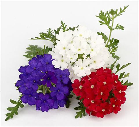 photo of flower to be used as: Pot, patio, basket Verbena Benissima® Vive la France