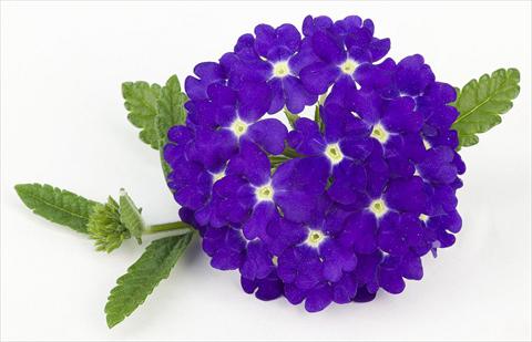photo of flower to be used as: Pot, patio, basket Verbena peruviana Primavera Blue