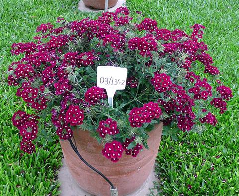 photo of flower to be used as: Pot, patio, basket Verbena peruviana Primavera Burgundy