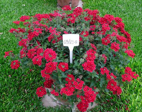 photo of flower to be used as: Pot, patio, basket Verbena peruviana Primavera Dark Red