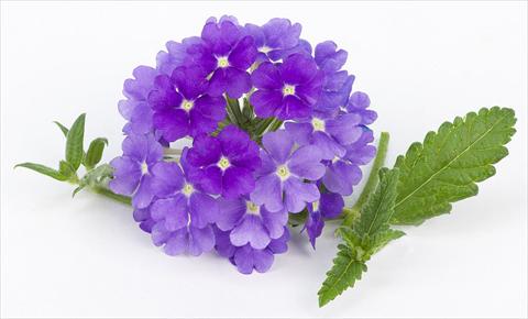 photo of flower to be used as: Pot, patio, basket Verbena peruviana Primavera Lavender