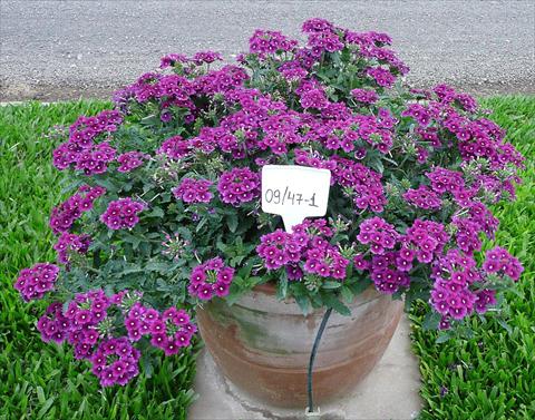 photo of flower to be used as: Pot, patio, basket Verbena peruviana Primavera Purple