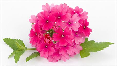 photo of flower to be used as: Pot, patio, basket Verbena peruviana Primavera Rose