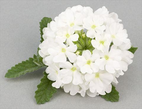 photo of flower to be used as: Pot, patio, basket Verbena peruviana Primavera White
