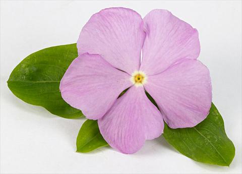 photo of flower to be used as: Pot and bedding Catharanthus roseus - Vinca Sunvinca Lavender