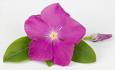 photo of flower to be used as: Pot and bedding Catharanthus roseus - Vinca Sunvinca Reddish Purple