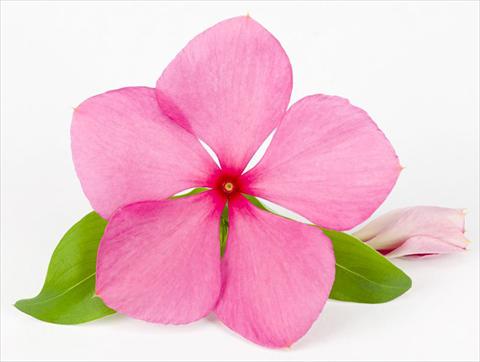 photo of flower to be used as: Pot and bedding Catharanthus roseus - Vinca Sunvinca Rose