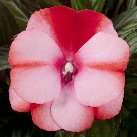 photo of flower to be used as: Pot, bedding, patio, basket Impatiens N. Guinea pac® Impacio Melon Star