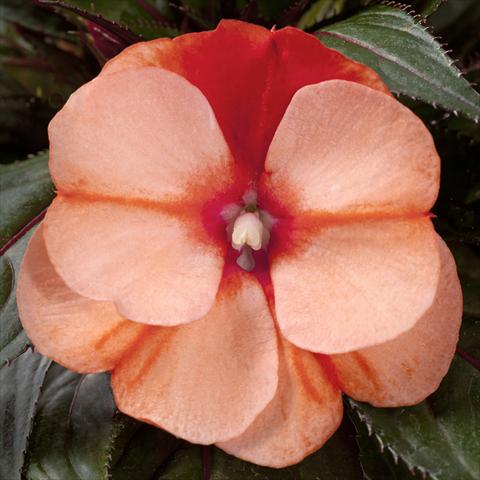photo of flower to be used as: Pot, bedding, patio, basket Impatiens N. Guinea pac® Impacio Orange Star