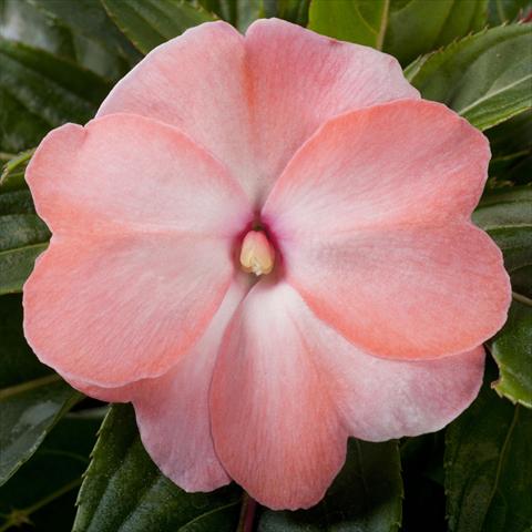photo of flower to be used as: Pot, bedding, patio, basket Impatiens N. Guinea pac® Impacio Soft Salmon