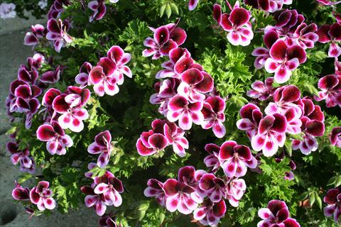 photo of flower to be used as: Pot and bedding Pelargonium crispum pac® Angels Perfume