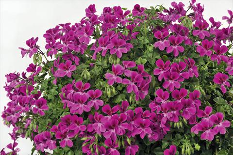 photo of flower to be used as: Pot, patio, basket Pelargonium peltatum pac® Happy Face Magenta