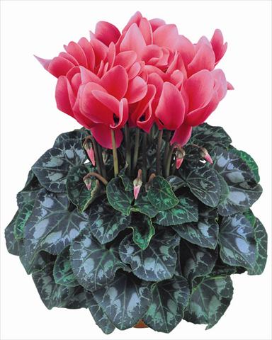 photo of flower to be used as: Pot and bedding Cyclamen persicum Latinia® Salmone