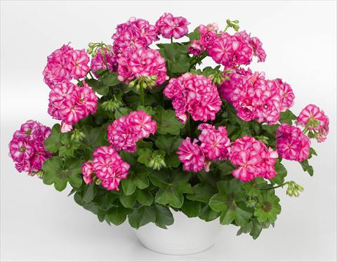 photo of flower to be used as: Pot, patio, basket Pelargonium peltatum pac® Mexica Nealit