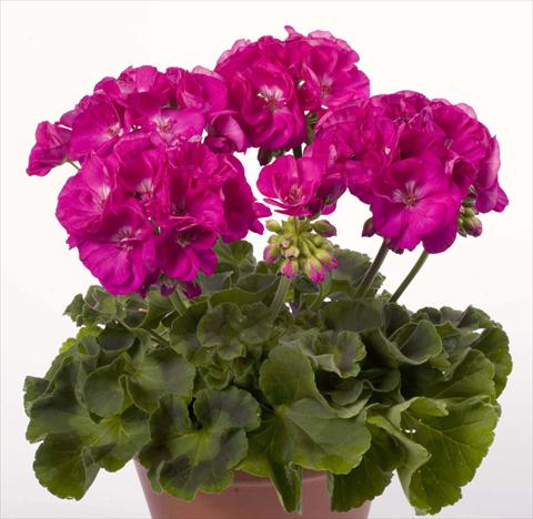 photo of flower to be used as: Pot, bedding, patio Pelargonium zonale pac® Alice