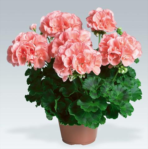 photo of flower to be used as: Pot, bedding, patio Pelargonium zonale pac® Calais