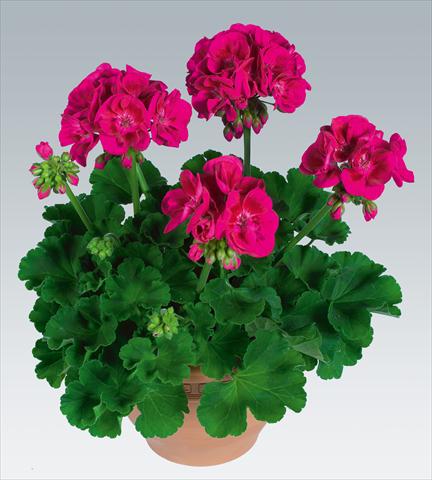 photo of flower to be used as: Pot, bedding, patio Pelargonium zonale pac® Flower Fairy Berry